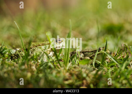 Marsh Frosch, lateinischer Name Pelophylax ridibundus, unter den Gräsern. Es ist die größte Frosch heimisch und gehört zur Familie der Echten Frösche. Stockfoto