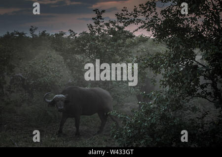 Afrikanische Büffel, Syncerus caffer, Reisen in Herden rund um Mopani Region, Kruger National Park, Limpopo, Südafrika. Stockfoto