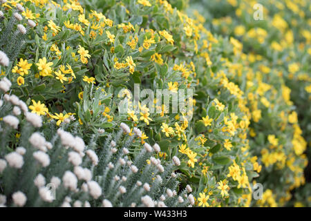 Agulhas National Park schützt Fynbos Lebensraum und bietet Wanderwege und Strand Kämmen in der Nähe von Cape Agulhas, Western Cape, Südafrika. Stockfoto