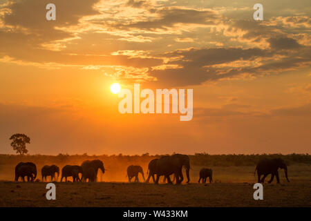 Mooiplaas ist ein beliebter Wasserloch für Elefanten, Loxodonta africana, kommen bei Sonnenuntergang in der mopani Region, Kruger National Park, Limpopo zu trinken, So Stockfoto