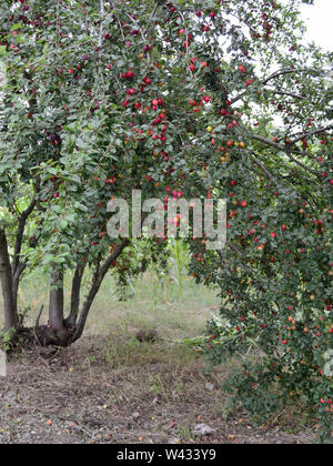Pflaumen auf Pflaumenbaum, Prunus cerasifera, Kirsche - Pflaumen Stockfoto