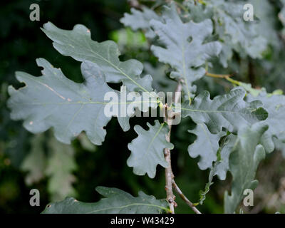 Close Up, Blätter von Stieleiche, Quercus robur Stockfoto