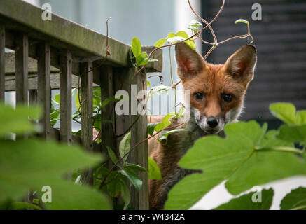Urban Fuchs: Ein wild European Red fox Youngster stößt seinen Kopf hinter einem Feigenbaum in einem privaten Garten direkt an der Meeresküste von Brighton, England, Großbritannien Stockfoto