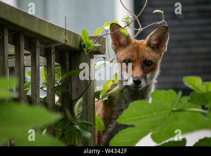 Urban Fuchs: Ein wild European Red fox Youngster stößt seinen Kopf hinter einem Feigenbaum in einem privaten Garten direkt an der Meeresküste von Brighton, England, Großbritannien Stockfoto