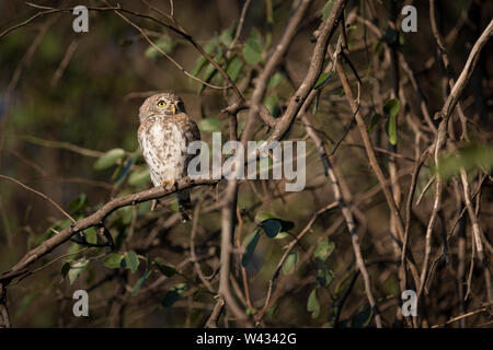 Pearl-beschmutzte owlet, Glaucidium perlatum, eine kleine Eule Art häufig in akazien Savanne, hier zu sehen in der Shingwedzi, Krüger Nationalpark, Südafrika Arrica Stockfoto