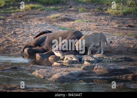 Der Körper eines toten Elefant, Loxodonta africana, ist genug, um zwischen einem Pride Of Lions zu teilen, Panthera leo, und hungrig Nilkrokodile, Crocodylus nil Stockfoto