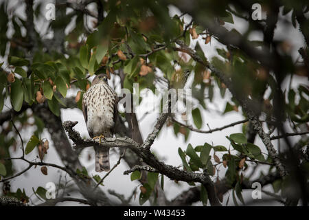 Wenig Sperber, Accipiter minullus, ist die kleinste accipiter im Südlichen Afrika. Diese Jugendlichen in einem mopane Tree in Shingwedzi camp Rest gesehen, Kr Stockfoto