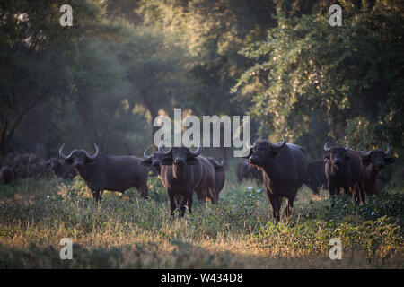 Die Fernbedienung Pafuri Region im äußersten Norden von Kruger National Park, Limpopo, Südafrika, ist ein Favorit unter den vielen Safari gehen, Touristen. Stockfoto