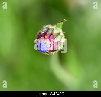 Nahaufnahme von Bud der blaue Kornblume. Stockfoto