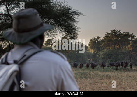 Die Fernbedienung Pafuri Region im äußersten Norden von Kruger National Park, Limpopo, Südafrika, ist ein Favorit unter den vielen Safari gehen, Touristen. Stockfoto