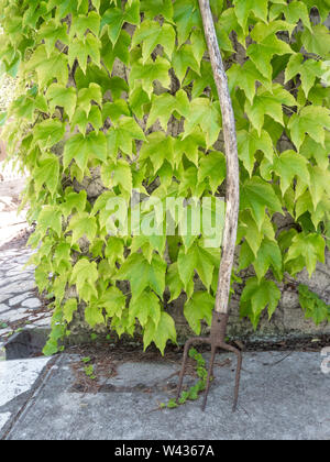 Alte Garten Werkzeug gegen Virginia Creeper auf der Fassade Schiefer Stockfoto