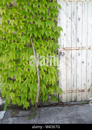 Tür mit Fassade bedeckt von Virginia Creeper Stockfoto