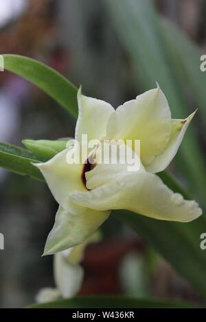 Atemberaubende und wunderschöne Seltene blass gelbe Orchidee, orchidacea. Stockfoto