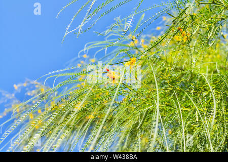 Gelb-orangen Blüten von Jerusalem Thorn Tree - Parkinsonia aculeata oder mexikanischen Palo Verde - lange Zweige mit hängend Blätter gegen den blauen Himmel Stockfoto