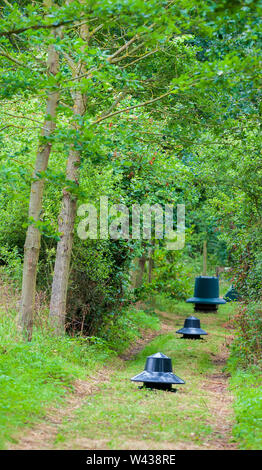 Zuführungen für Fasane, Rebhühner und federwild von einem wildhüter verwendet saß in einer Fütterung Reiten im Wald auf einem traditionellen Immobilien schießen in England Stockfoto