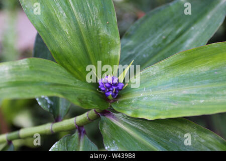 Nahaufnahme der purpurrote Blütenknospen Blue Ginger Anlage mit einem unscharfen Hintergrund Stockfoto