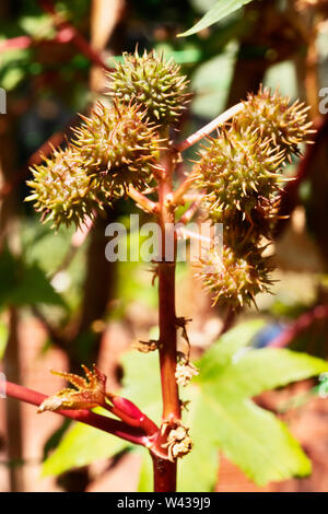 Niederlassung von Ricinus communis oder Castor bean Pflanze mit roten sphärischen stacheligen Samen Kapseln Stockfoto