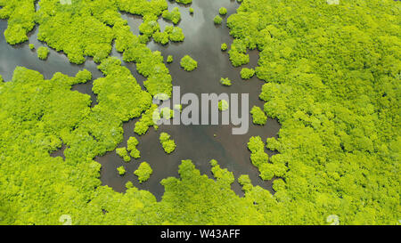 Mangrove Regenwald mit grünen Bäumen im Meer Wasser, Luftbild. Tropische Landschaft mit Mangroven Grove. Stockfoto