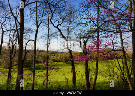 Blick auf einer rollenden Hügel Weide, durch Bäume mit knospenden Frühling Blätter und Blüte Redbud Baum. Stockfoto