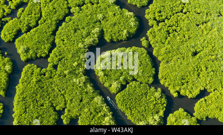 Luftaufnahme von Flüssen in tropischen Mangrovenwälder. Mangrove Landschaft, Siargao, Philippinen. Stockfoto