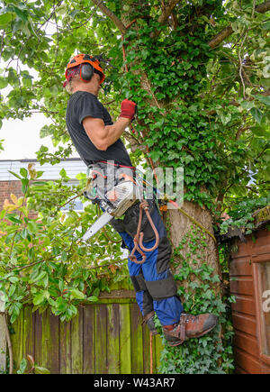 Baumzüchter oder Baum Chirurgen mit einer Kettensäge seinen sicherungsseilen prüfen. Stockfoto