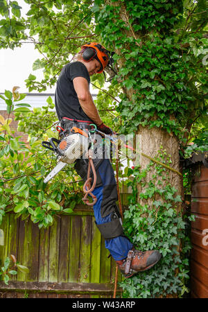 Baumzüchter oder Baum Chirurgen mit einer Kettensäge seinen sicherungsseilen prüfen. Stockfoto