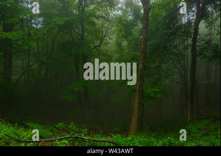 Ein weiches Misty rain Anzeigen dieses mystischen Wald von Emerald Green in den Appalachen von Virginia. Stockfoto