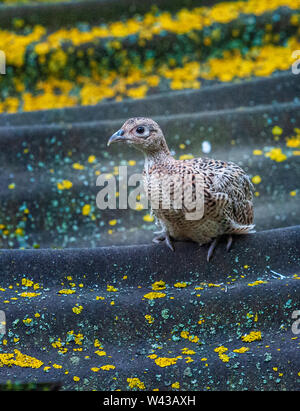 Ein sieben Wochen alten Jungen Fasan (Phasianus colchicus Küken,) normalerweise bekannt als Küken, saß auf einem Zinn Tierheim Dach in einem wildhüter Release pen Stockfoto