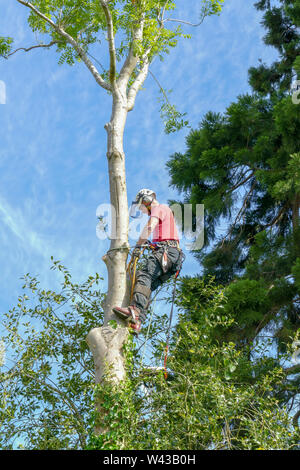 Baum Chirurg oder baumzüchter Kontrolle Sicherheit Seile auf einem hohen Baum Stockfoto