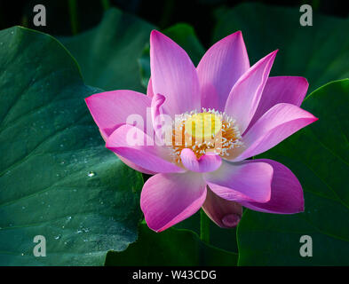 Nahaufnahme der Lotusblume auf dem Teich bei Sonnenaufgang. Für Tausende von Jahren, die Lotus Blume hat bewundert, als heiliges Symbol. Stockfoto