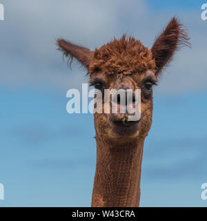 Alpakas Stockfoto