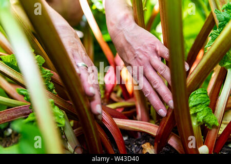 Frau ihre Ernte von Rhabarber in ihrer Yorkshire Garten Stockfoto