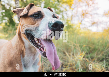 Glücklicher Hund in der Natur, Portrait. Helathy cute Staffordshire Terrier mit herausgestreckter Zunge kleben, Held erschossen. Stockfoto