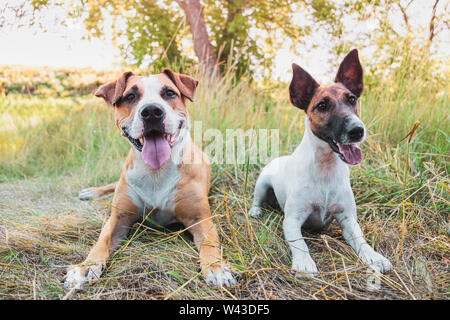 Zwei lustige Hunde im Freien. Staffordshire Terrier und Smooth Fox Terrier Welpen im Gras im Sommer Stockfoto