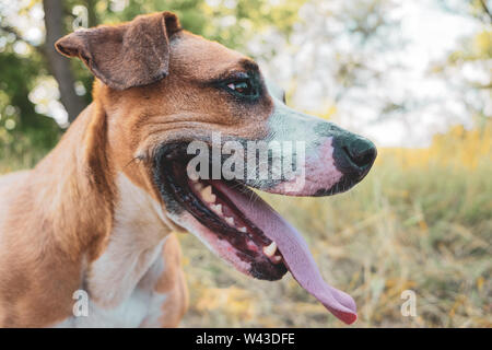 Glücklicher Hund in der Natur, Portrait. Helathy cute Staffordshire Terrier mit Zunge heraus, Seitenansicht. Stockfoto