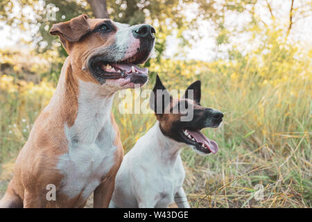 Zwei lustige Hunde im Freien, am besten pelzigen Freunden. Staffordshire Terrier und Smooth Fox Terrier Welpen sitzen im Gras im Sommer Stockfoto
