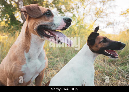 Zwei lustige Hunde im Freien. Staffordshire Terrier und Smooth Fox Terrier Welpen sitzen im Gras im Sommer Stockfoto