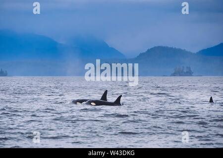 Entfernte Aufnahme von zwei Killerwellen, die auf der Oberfläche schweben Des Ozeans Stockfoto