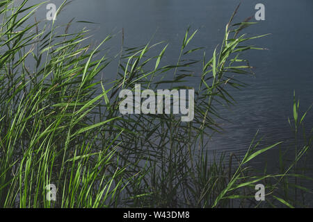 Balrush Pflanzen und einem Teich in verblassten Grün und leady blauen Farben. Beruhigende natur Details: sonnendurchflutete See Zuckerrohr und dunklen Wasser. Stockfoto