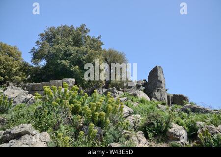 Großen mediterranen Wolfsmilch (Euphorbia characias subsp Characias) Blühende unter Kalkstein Felsbrocken im Supramonte mountain range, Sardinien, Italien. Stockfoto