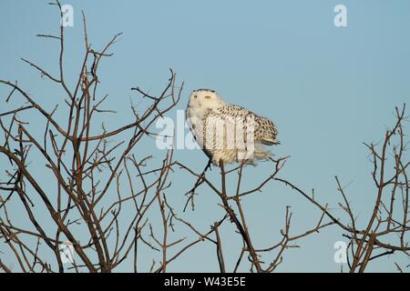 Snowy Owl fotografiert in Ontario, Kanada. Stockfoto