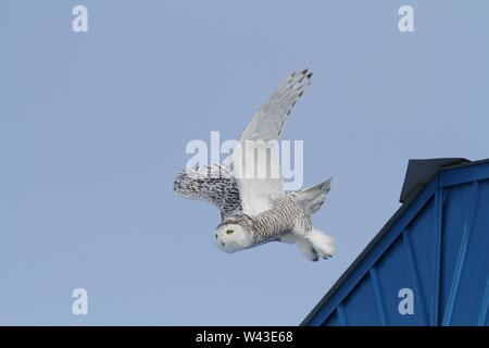 Snowy Owl fotografiert in Ontario, Kanada. Stockfoto