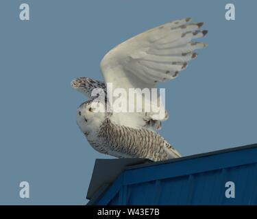 Snowy Owl fotografiert in Ontario, Kanada. Stockfoto