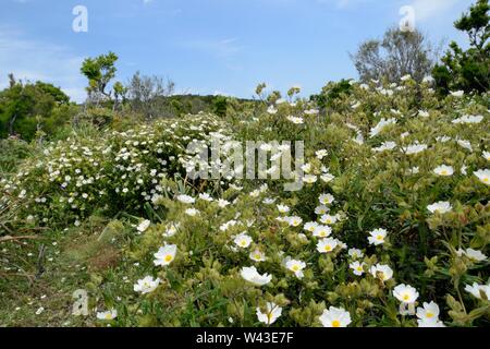 Montpellier/Schmal-leaved Zistrosen (Cistus monspeliensis) Sträucher blühen im Supramonte Gebirge, in der Nähe von Urzulei, Sardinien, Italien, Juni. Stockfoto