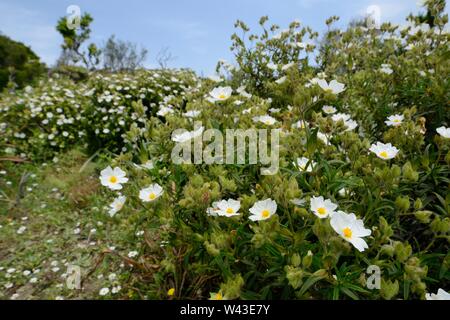 Montpellier/Schmal-leaved Zistrosen (Cistus monspeliensis) Sträucher blühen im Supramonte Gebirge, in der Nähe von Urzulei, Sardinien, Italien, Juni. Stockfoto