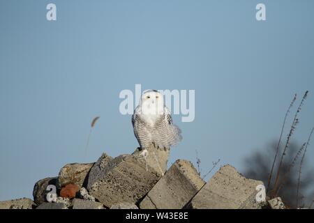 Snowy Owl fotografiert in Ontario, Kanada. Stockfoto