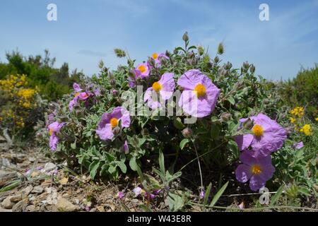 Rosa Rock Rose/grauen Rock Rose (Cistus Creticus eriocephalus/Cistus Incanus) Blühende im Supramonte Gebirge, in der Nähe von Urzulei, Sardinien. Stockfoto