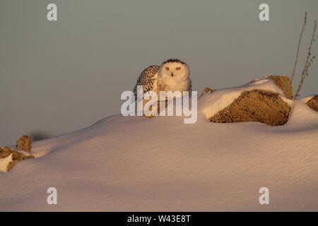 Snowy Owl fotografiert in Ontario, Kanada. Stockfoto