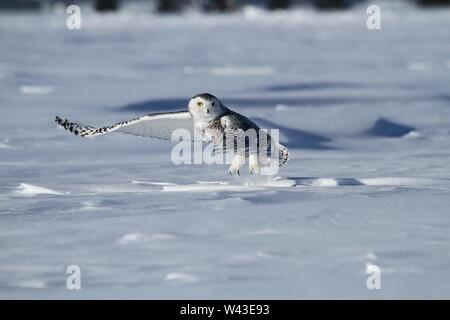 Snowy Owl fotografiert in Ontario, Kanada. Stockfoto