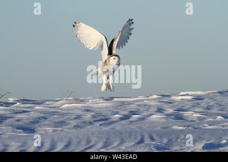 Snowy Owl fotografiert in Ontario, Kanada. Stockfoto